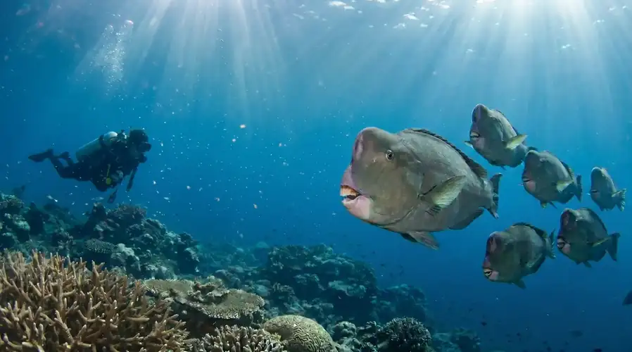Scuba diving session at the famous Sipadan Marine Park Fairyland Resort