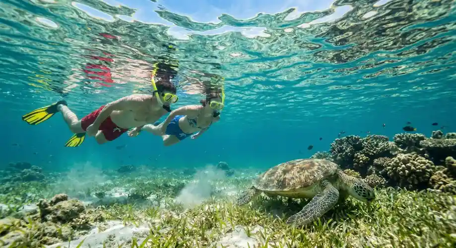 Close up of a sea turtle swimming in the Semporna Islands Fairyland Resort